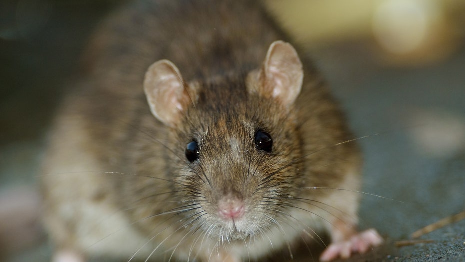Aw, rats: Florida bans sale of plastic rats