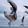 Seagulls fly at a beach of the Baltic Sea in Timmendorfer Strand, Germany, Dec. 25, 2018. 