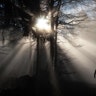 Sun shines through trees in the Taunus region near Koenigstein, western Germany, Dec. 28, 2018. 