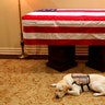 Sully, President George H.W. Bush's service dog lies in front of his casket in Houston, Dec. 2, 2018.