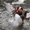 A Mandarin duck flutters in a pond in Central Park in New York City, Dec. 5, 2018. 