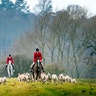 Members of the Grove and Rufford Hunt, formed in 1952 take part in a traditional Boxing Day hunt, near Bawtry in South Yorkshire, England, Dec. 26, 2018. 