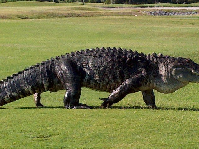 monster alligator in florida