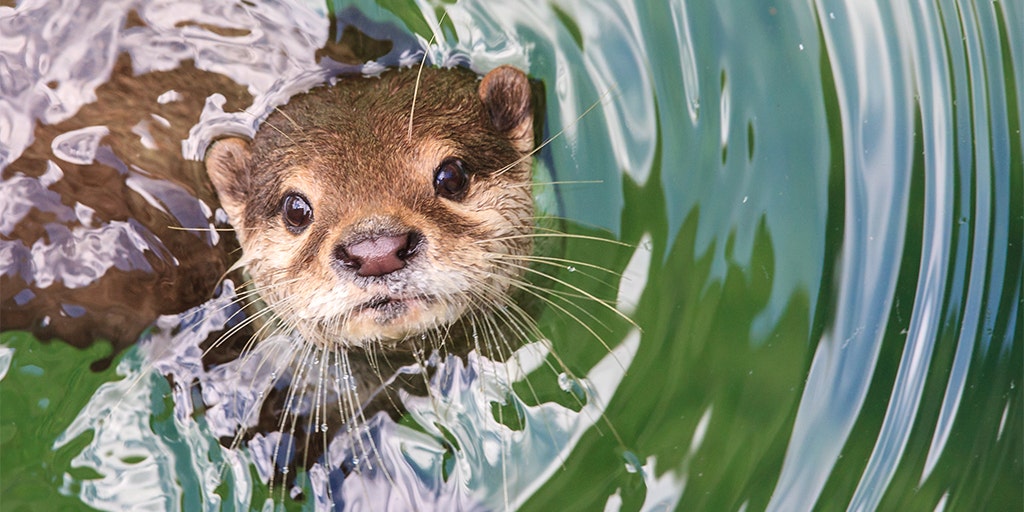 Florida Woman Attacked By Aggressive Otter Says Severe Bites Left Her Temporarily Unable To Walk Fox News