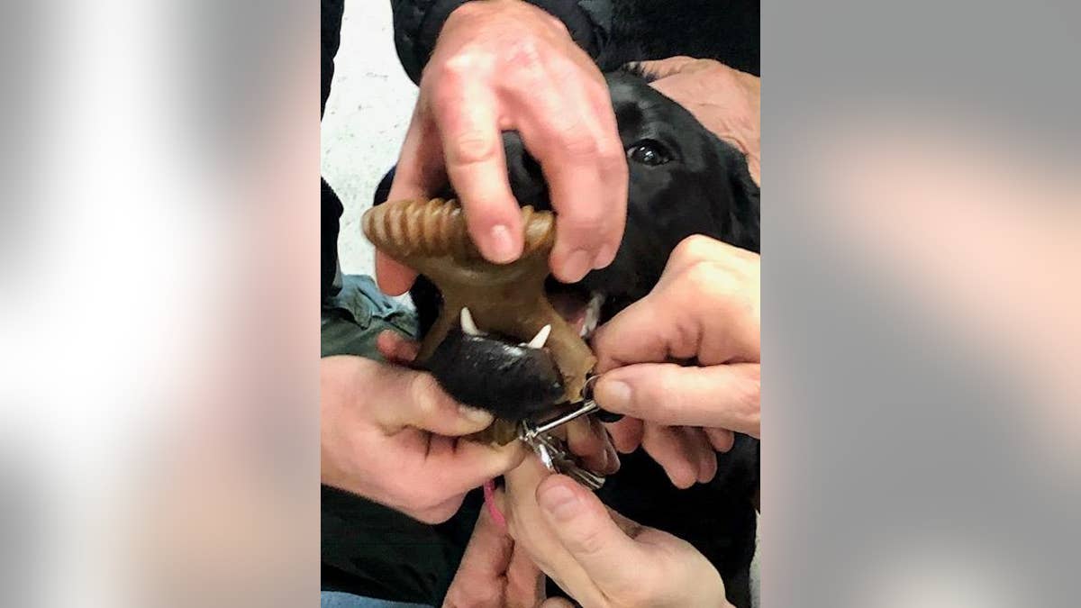 Fire department members and veterinarians worked to help free the chew toy from the dog's mouth. Veterinarians eventually sedated the dog and cut off the toy with a cast cutter.