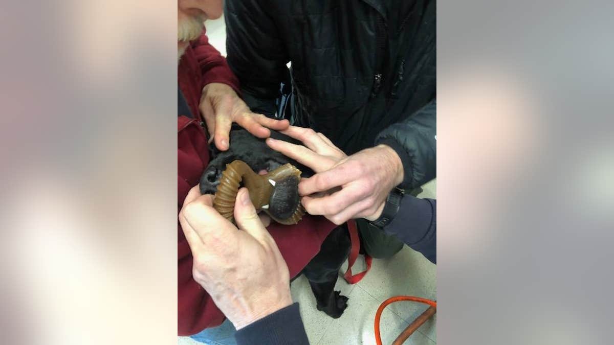 A chew toy had become "lodged" into the dog's lower jaw, a situation the fire department called a "very unusual situation" for them.