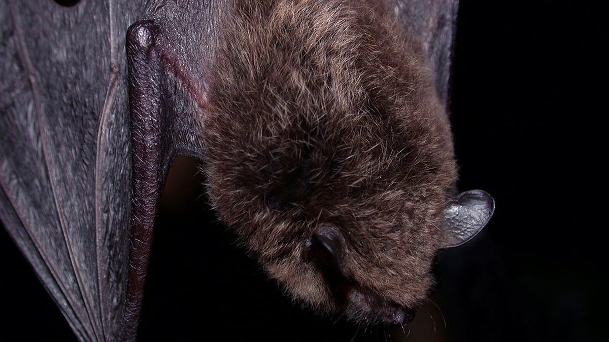 Scientists suspect a long-fingered bat in Liberia could be carrying a species of the Ebola virus known as Zaire ebolavirus. (iStock)