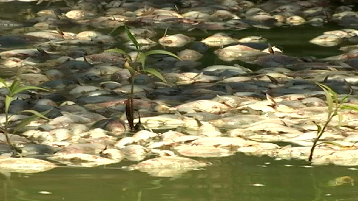 This image made from a video taken on Jan. 8, 2019, shows dead fish on the Darling River in Menindee, New South Wales, Australia.