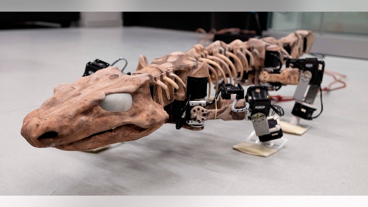 This undated photo provided by researchers in January 2019 shows the OroBOT, based on an Orobates Pabsti fossil. Scientists have used a nearly 300-million-year old skeleton and preserved ancient footprints to create the moving robot model of prehistoric life.