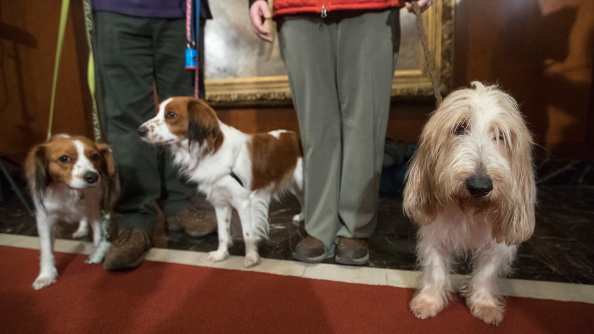 Westminster dog show 2018 new sale breeds