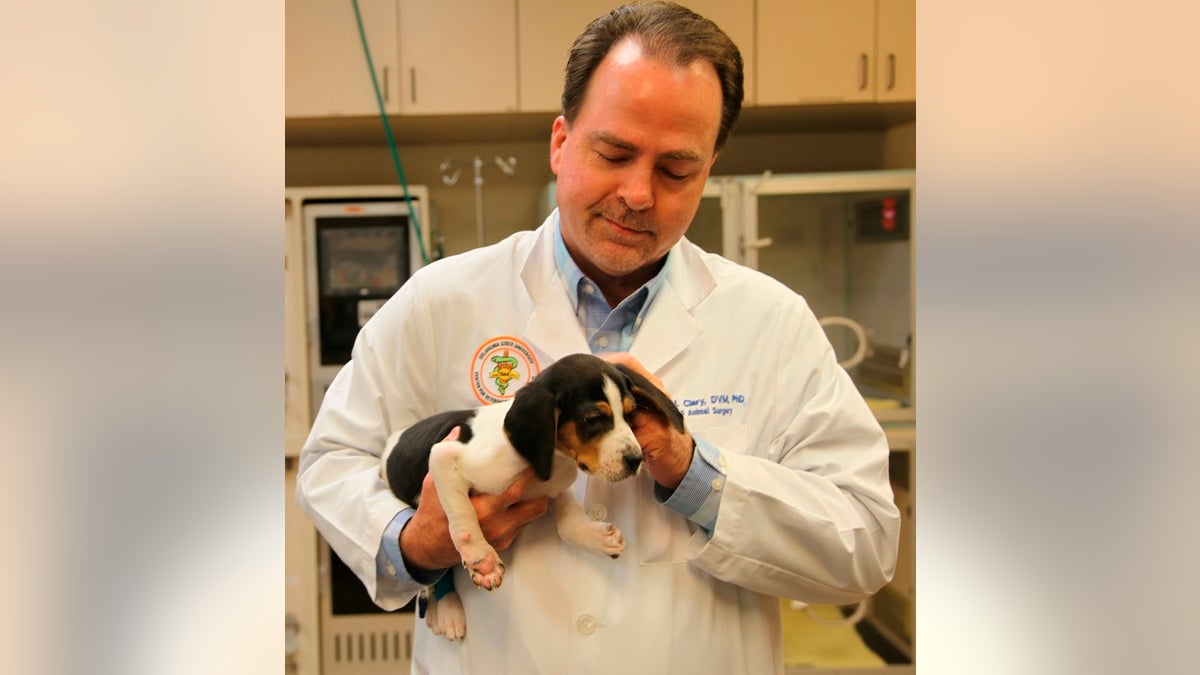 Dr. Erik Clary holds a puppy named Milo in Stillwater, Okla. Milo, born with his front paws facing up instead of down and unable to walk, is recovering after surgery at Oklahoma State University's Center for Veterinary Health Sciences, Jan. 9, 2019.