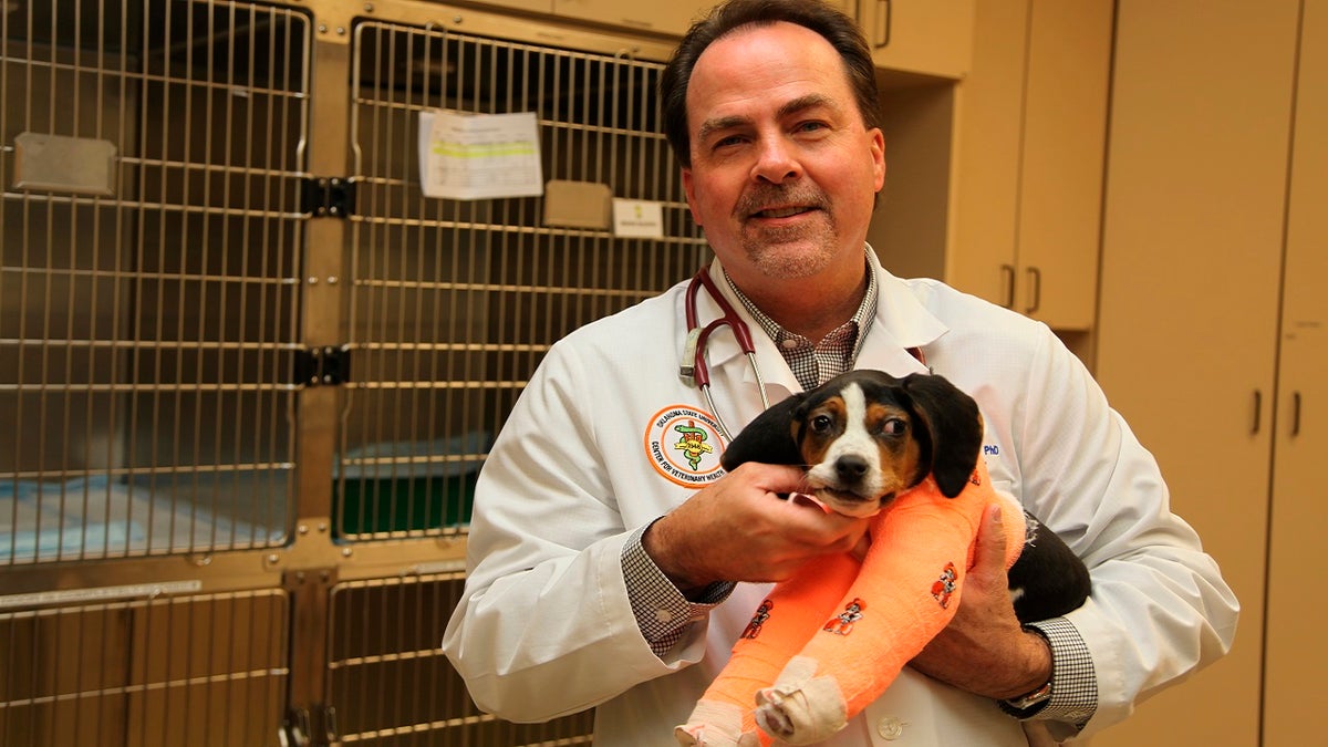 Dr. Erik Clary holds a puppy named Milo in Stillwater, Okla. Milo, born with his front paws facing up instead of down and unable to walk, is recovering after surgery at Oklahoma State University's Center for Veterinary Health Sciences, Jan. 23, 2019.