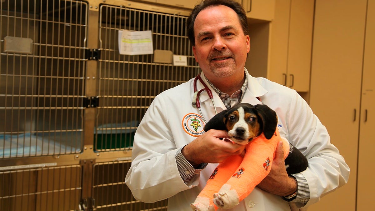 Dr. Erik Clary holds a puppy named Milo in Stillwater, Okla. Milo, born with his front paws facing up instead of down and unable to walk, is recovering after surgery at Oklahoma State University's Center for Veterinary Health Sciences, Jan. 23, 2019.