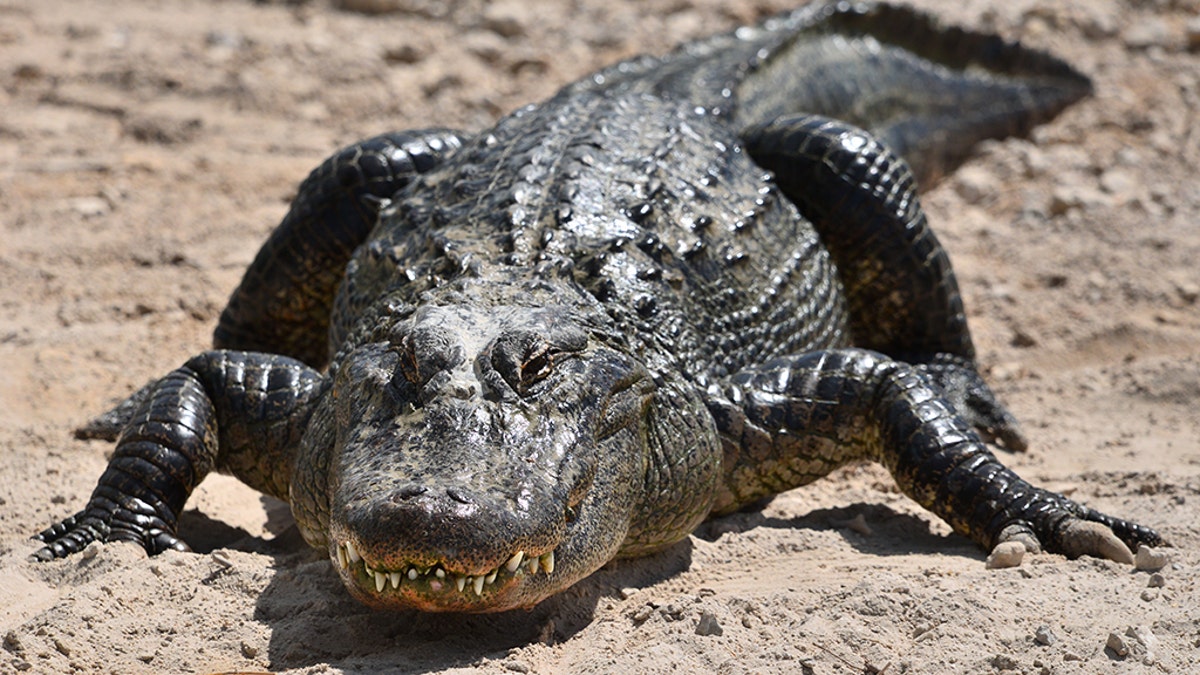 Officials said the alligator was roughly 7 feet in length.