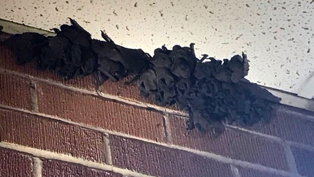 The bats may have entered the school through a vent or opening. (KATC)