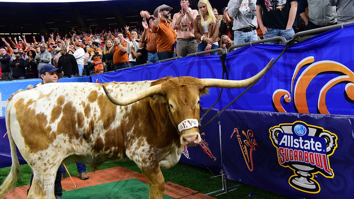 Bevo the longhorn cheers on the University of Texas as they take on the University of Georgia at the 2019 Allstate Sugar Bowl at the Mercedes-Benz Superdome on Tuesday, Jan. 1, 2018, in New Orleans.