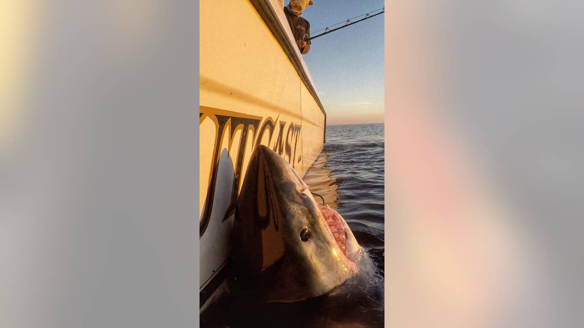 1941 Veteran Shark Fisherman Cuts Hook From Mouth Of Shark On Boat