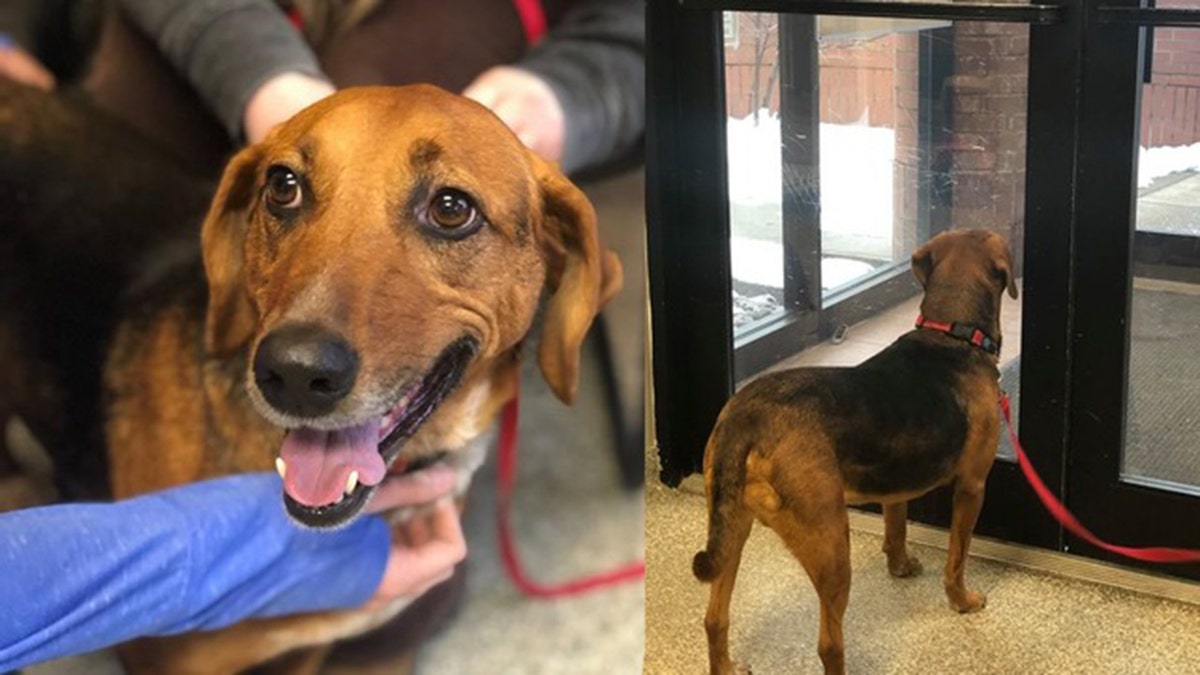 Cassie, the "smiling" pup has finally found her forever home after spending a year and a half at the shelter.