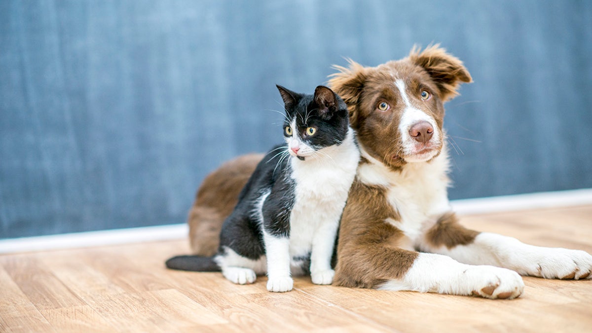 cat and dog