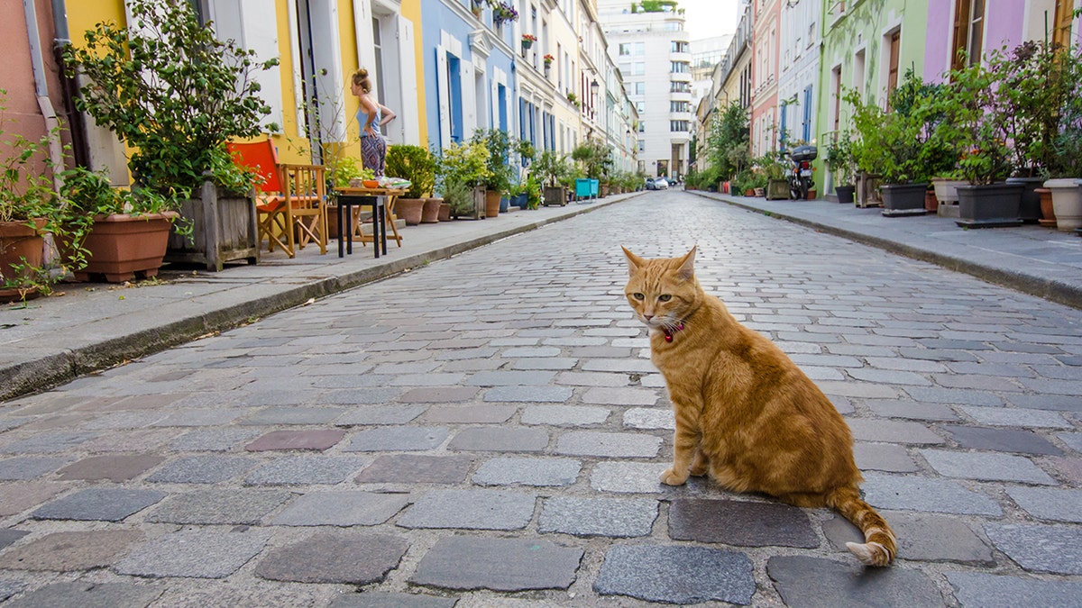 The cat (not pictured) is the third in Wyoming to be infected with plague in the last six months, health officials said.