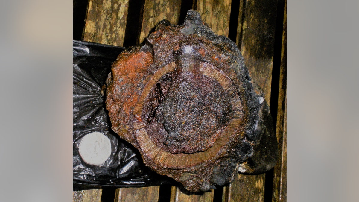 The grenade packed with gunpowder. The artifact's metal casing can clearly be seen.