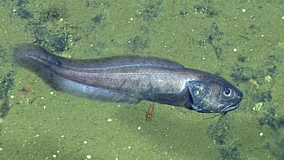 Cusk eels were spotted thriving in the Cerralvo Trough.