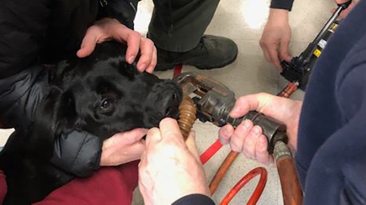 Fire department members in Massachusetts, with the help of veterinarians, came to the rescue of a dog who appeared to have gotten overzealous with a chew toy.