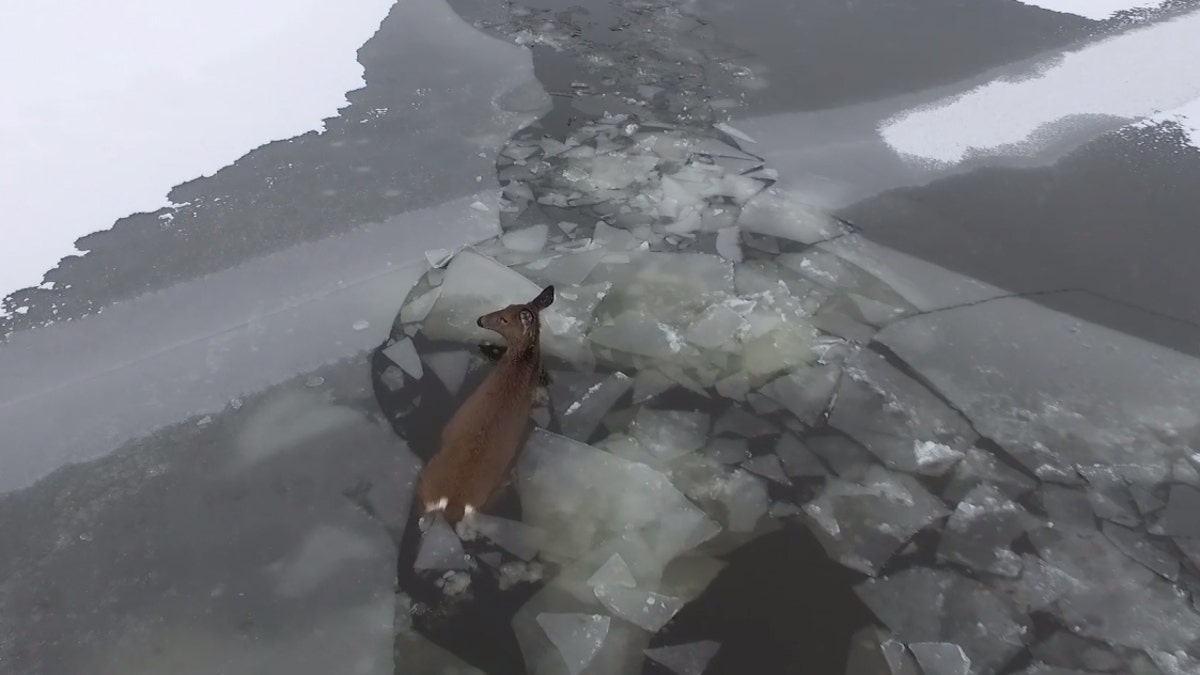 After neighbors punched a pathway through the ice, 19-year-old Casey Hargrave used his drone to guide the deer to shore.