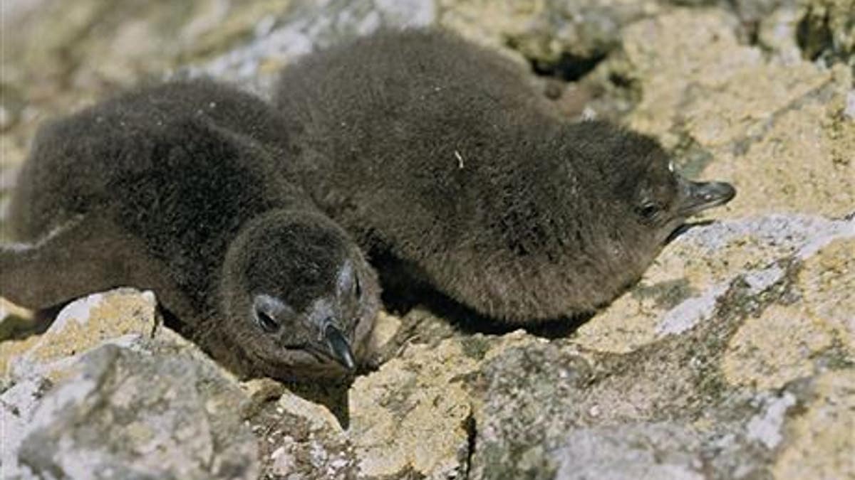 File photo of little blue penguin chicks. (F.C. Kinsky, DOC)