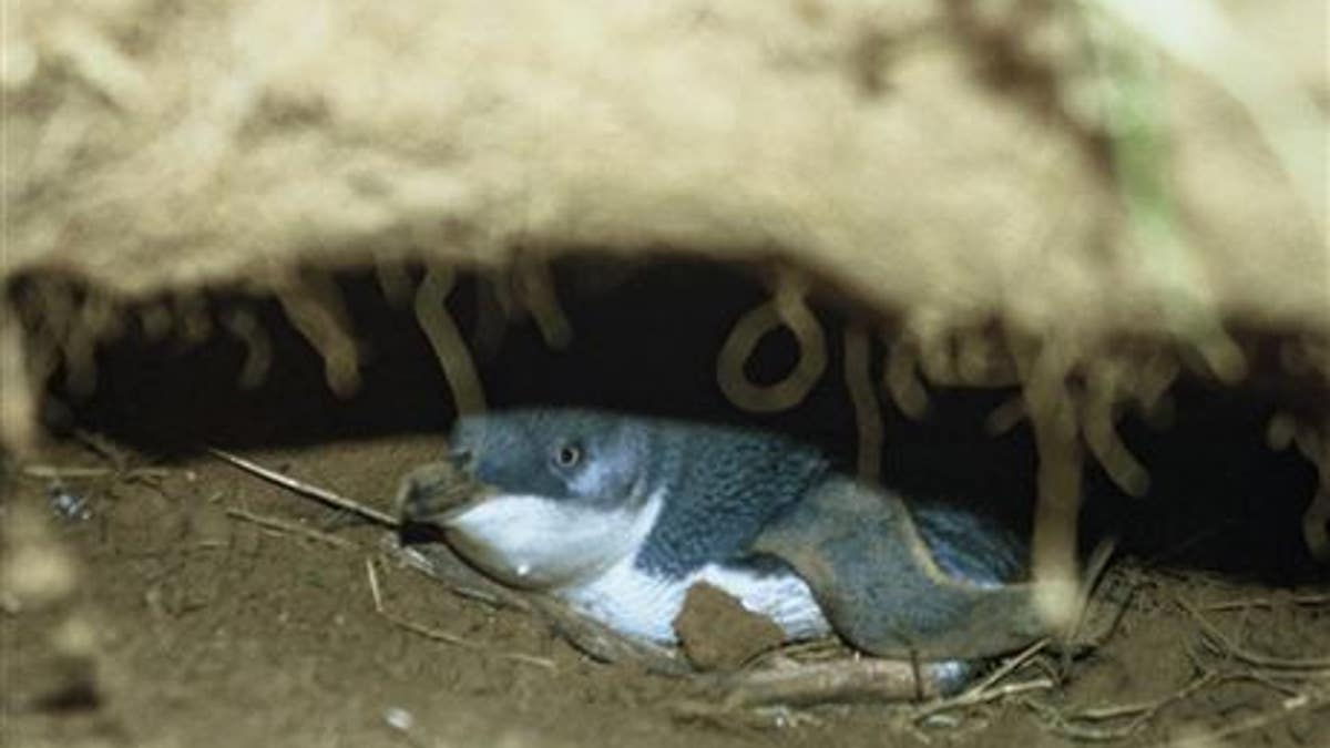 File photo of little blue penguin in burrow, Chatham Islands. (Department of Conservation, DOC)
