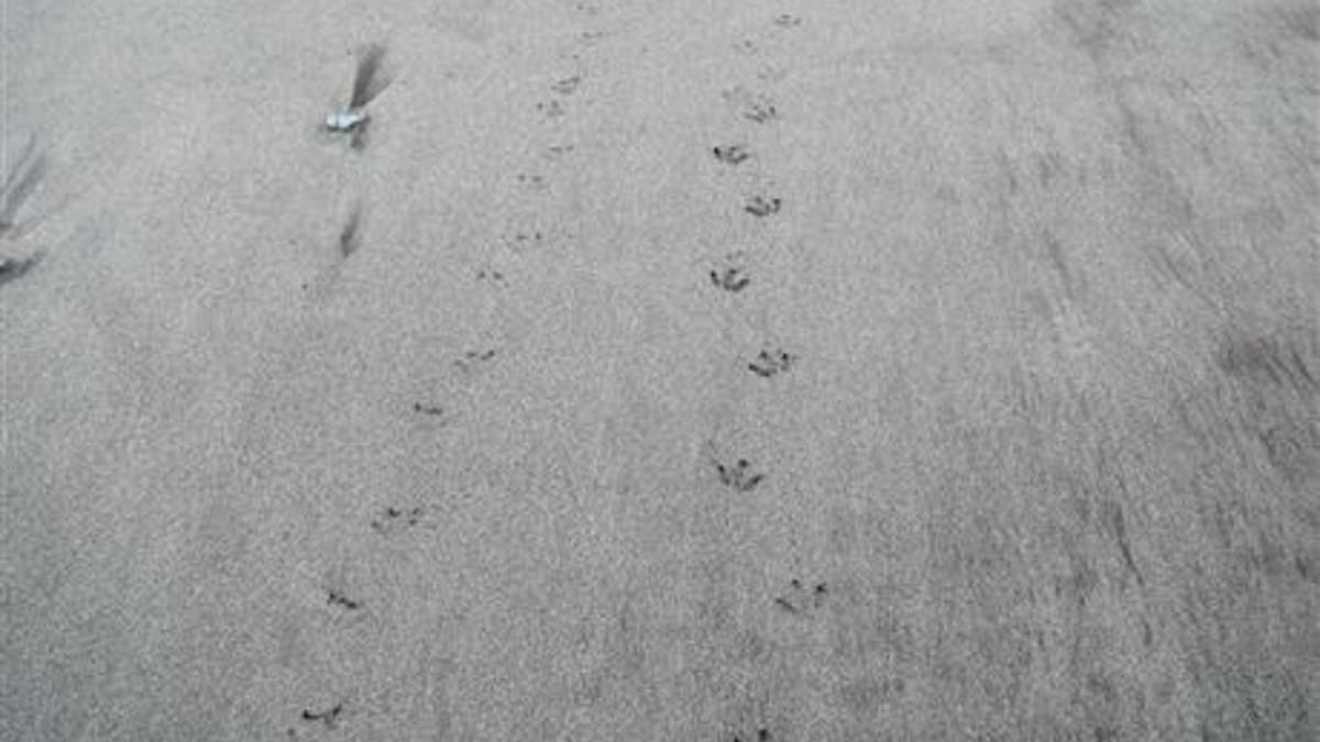 File photo of little penguin tracks. (Becs Gibson, DOC)