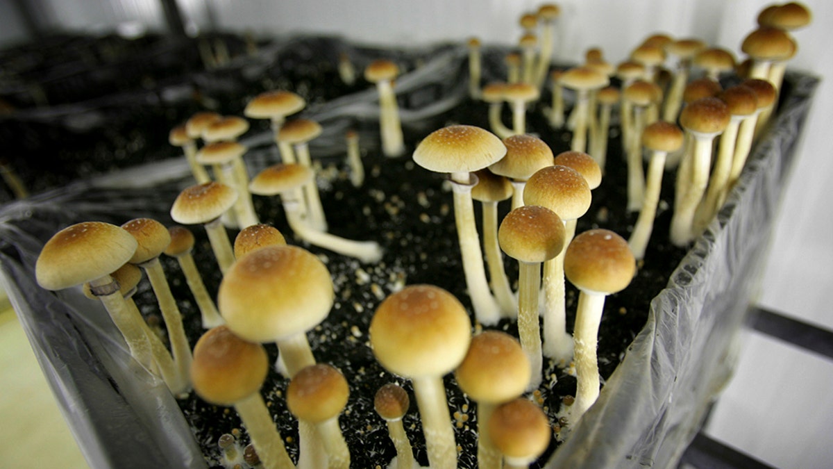 psychedelic mushrooms