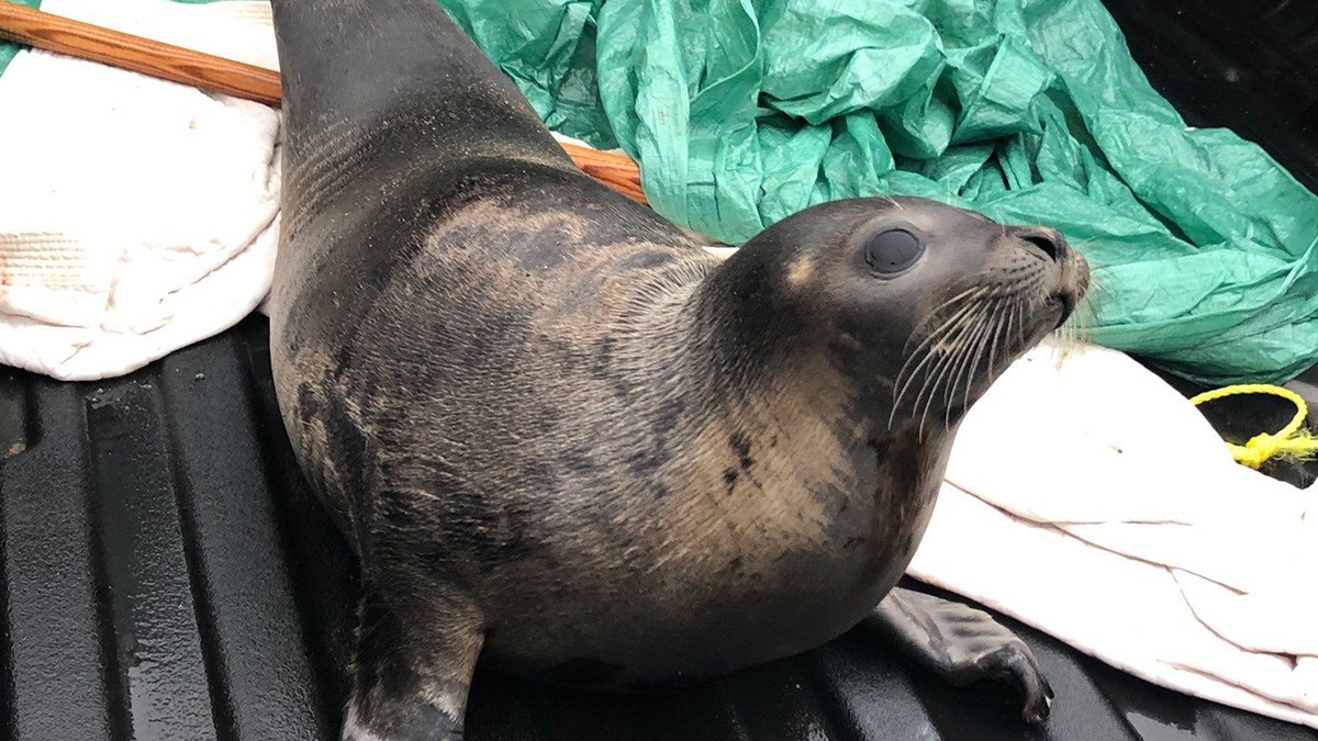 On January 8, the RCMP wrote on their Facebook page had rescued a seal from and safely released him at a more isolated area on the peninsula