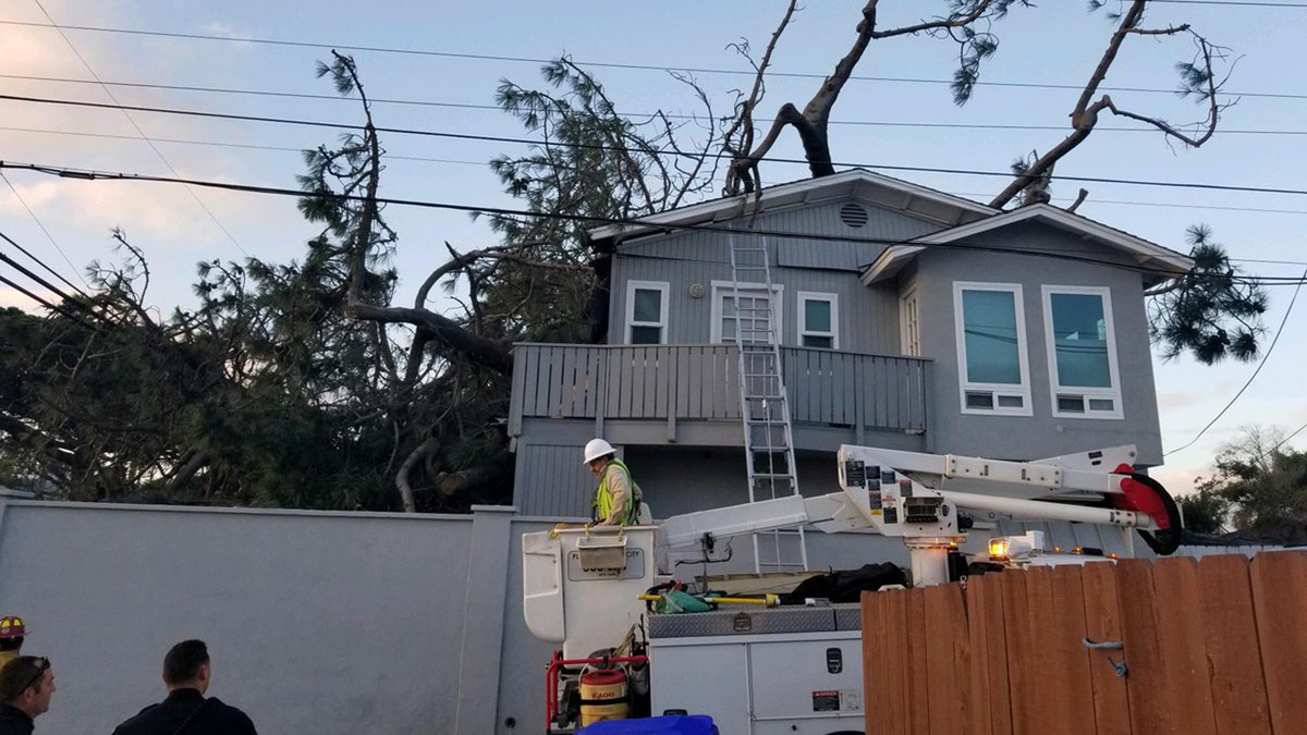 The large tree brought down power lines in the neighborhood when it collapsed on Monday.