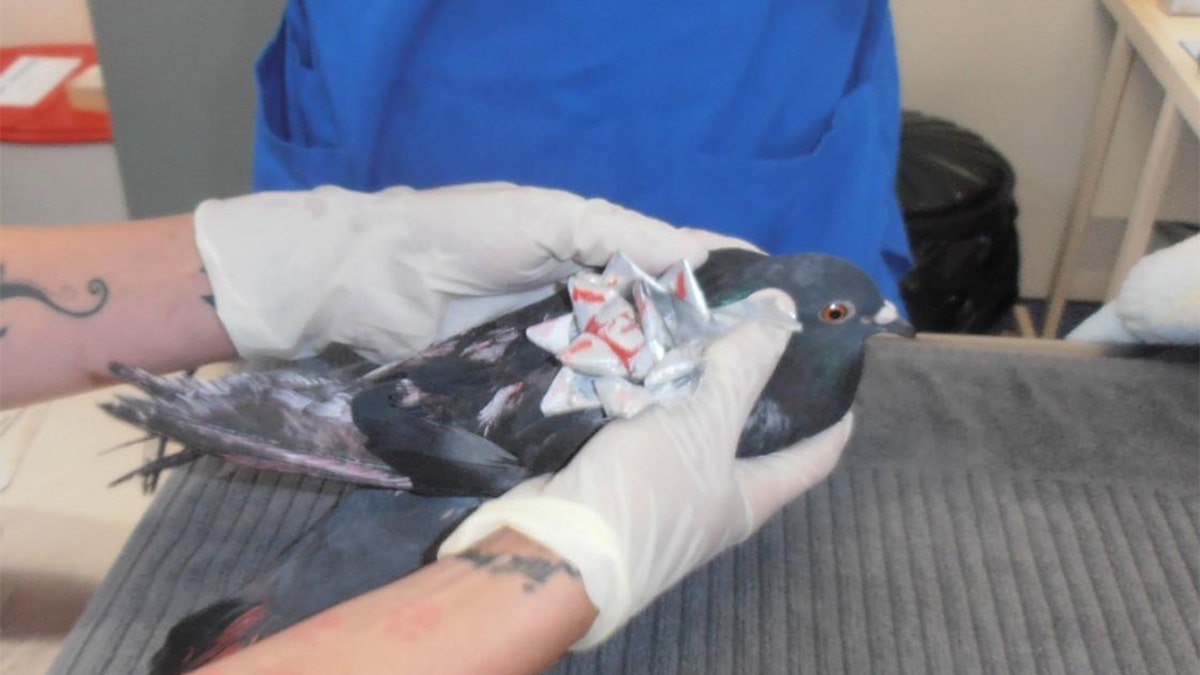 Animal investigators in New Zealand have recently discovered pigeons and sparrows "decorated" with Christmas decorations.