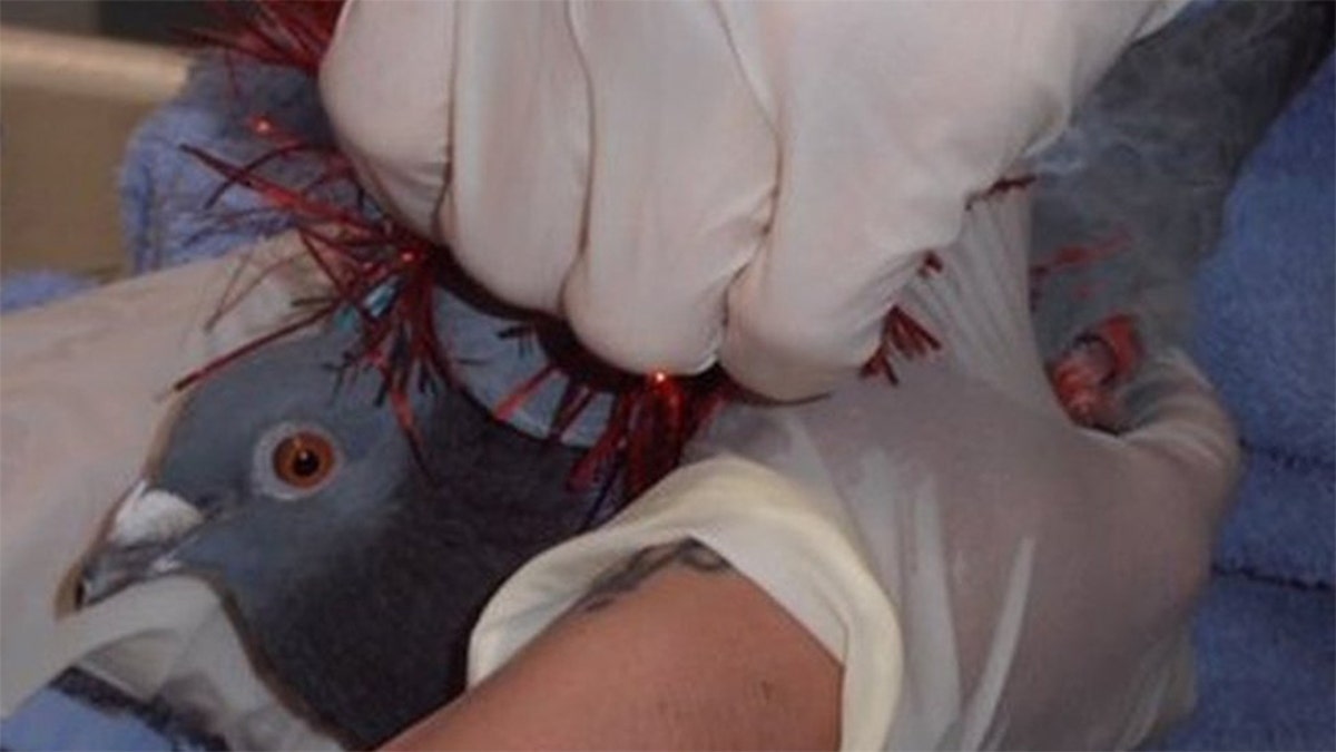 Many of the birds rescued arrive at SPCA facilities "in a very bad state, and are so malnourished and distressed" that some have had to be euthanized, a group spokesperson said.