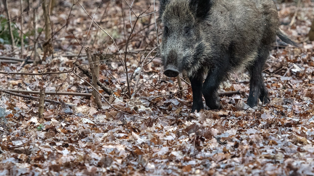 File photo - 08 March 2018, Germany, Berlin: A wild boar running in a forest in Tegel.