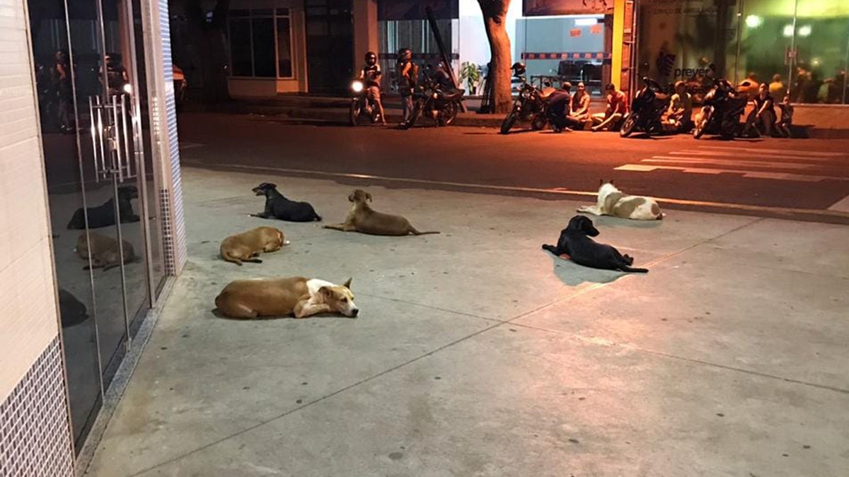 The six loyal pups of a homeless man in Brazil waited outside a hospital for more than 24 hours after he suffered a stroke.