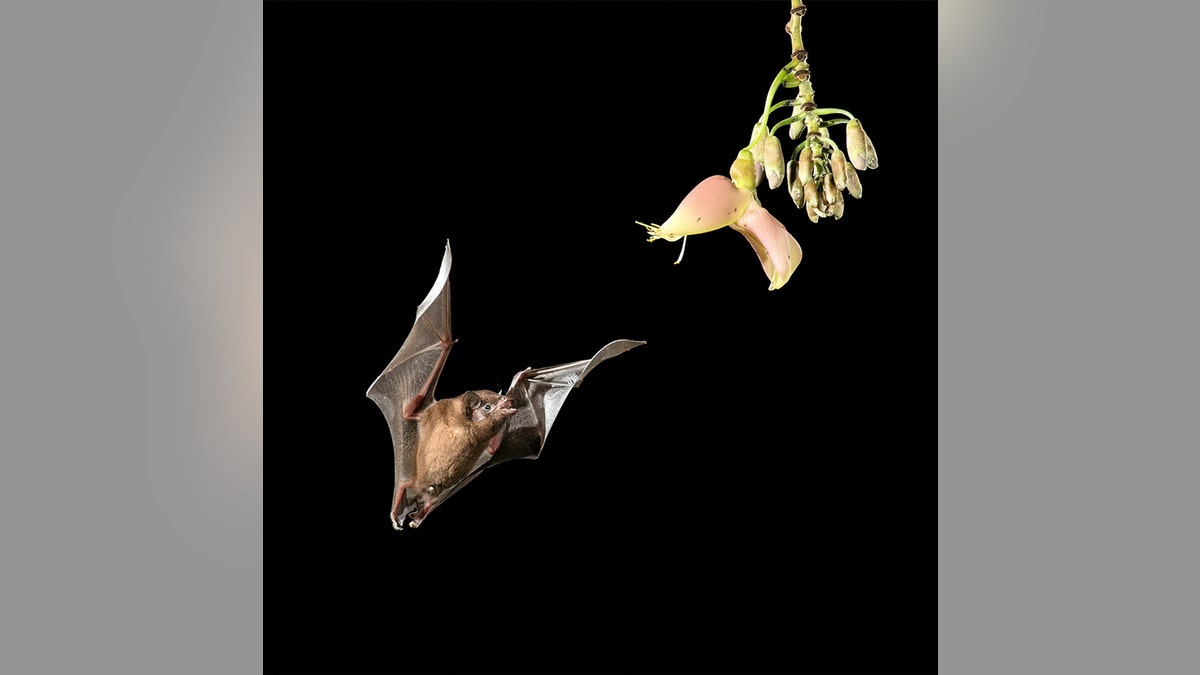  The extraordinary snaps are almost never seen with the naked eye because bats feed at night and are notoriously difficult to spot. (Credit: SWNS)