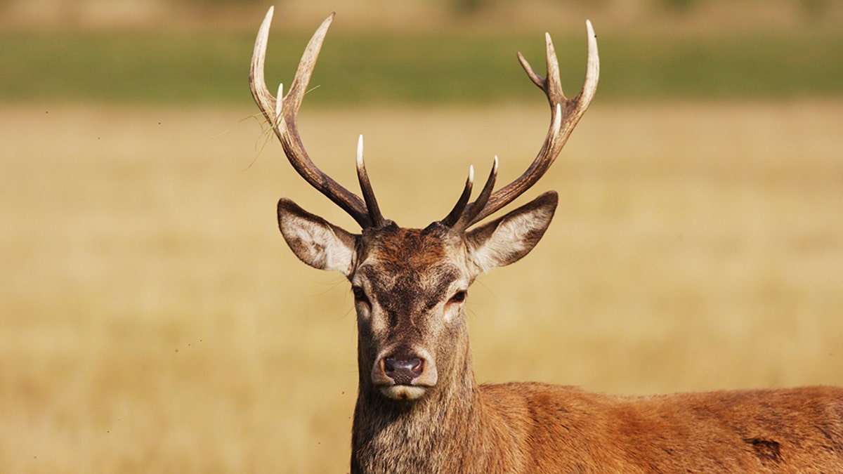 Nearly 300,000 deer were bagged in total.