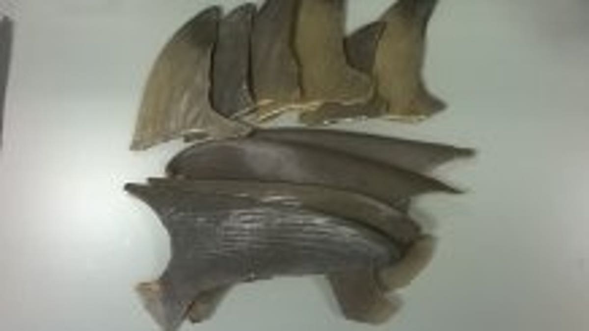 Researchers examined a number of shark fins as part of the study.