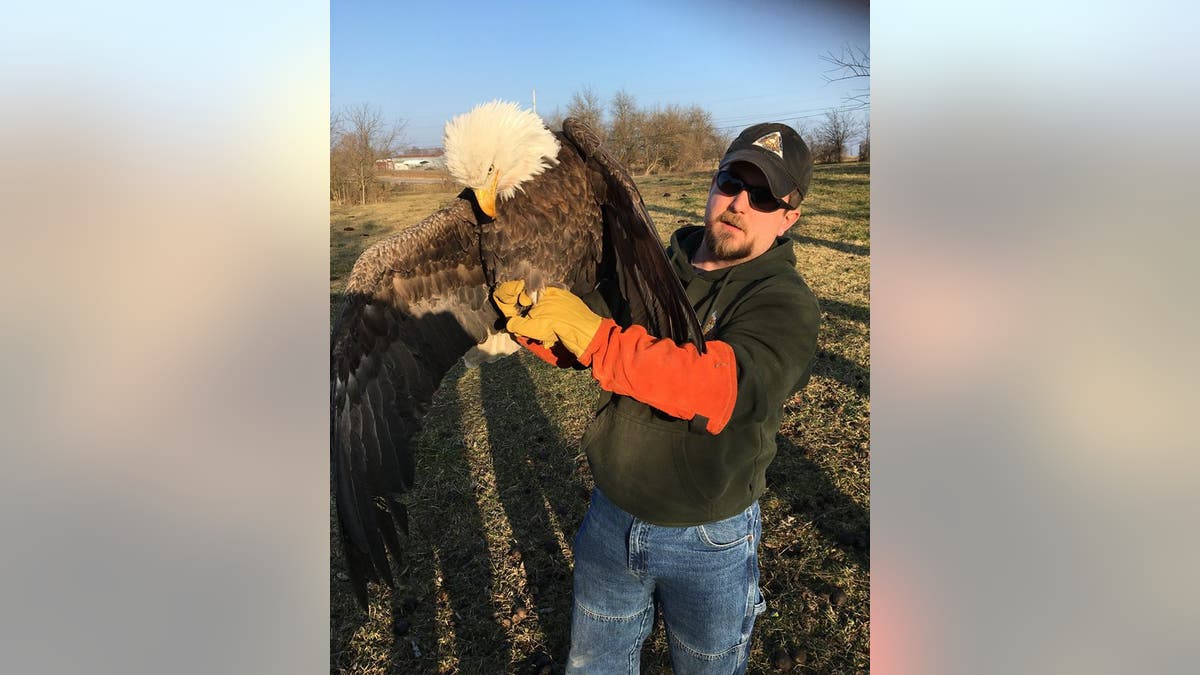 The bird was rescued by MDC Wildlife Damage Biologist Josh Wisdom. (MDC)