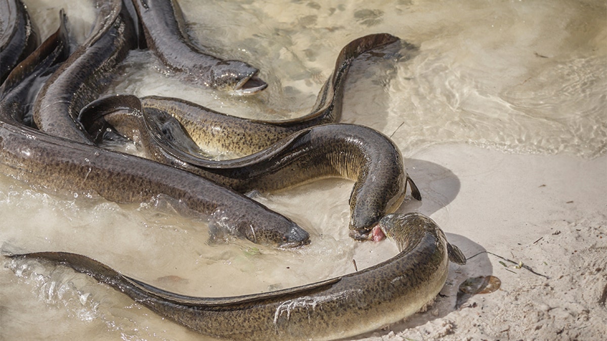 Some eels could be impacted by traces of cocaine getting into the River Thames, scientists say.