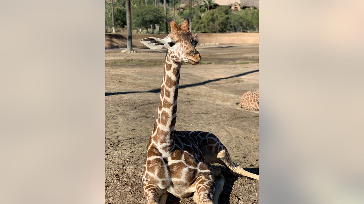 Kumi, a 5-month-old male giraffe, was euthanized last month due to a gore wound to his stomach, according to a zoo spokeswoman.