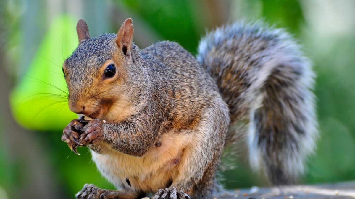 Neighbors in Syracuse, N.Y., are hoping for no more problems involving local wildlife.