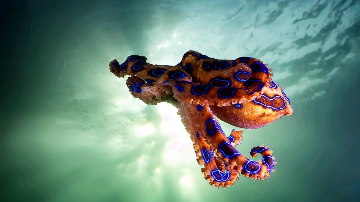 Footage uploaded to Reddit shows the unwitting tourist holding a deadly blue-ringed octopus in their hand.