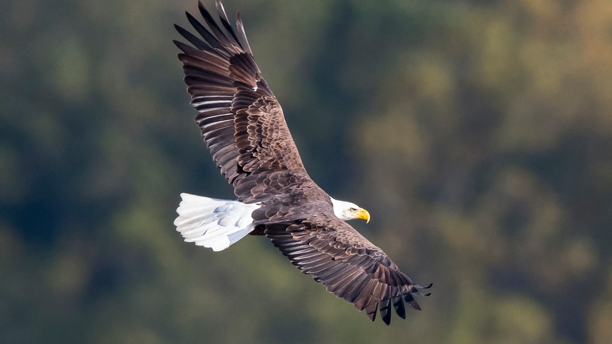 An eagle was chasing an osprey over a baseball diamond Saturday.