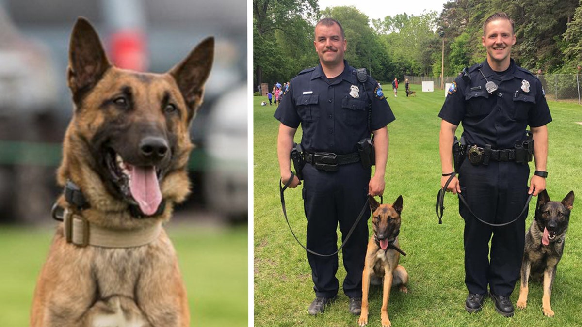 K-9 Haas left, was killed on Sunday during a shoot-out with a suspect in Duluth, Minnesota, police said.