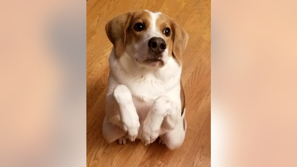 The pup was rescued by animal control officers in summer 2017, close to a suspected puppy farm in Halifax, Virginia.