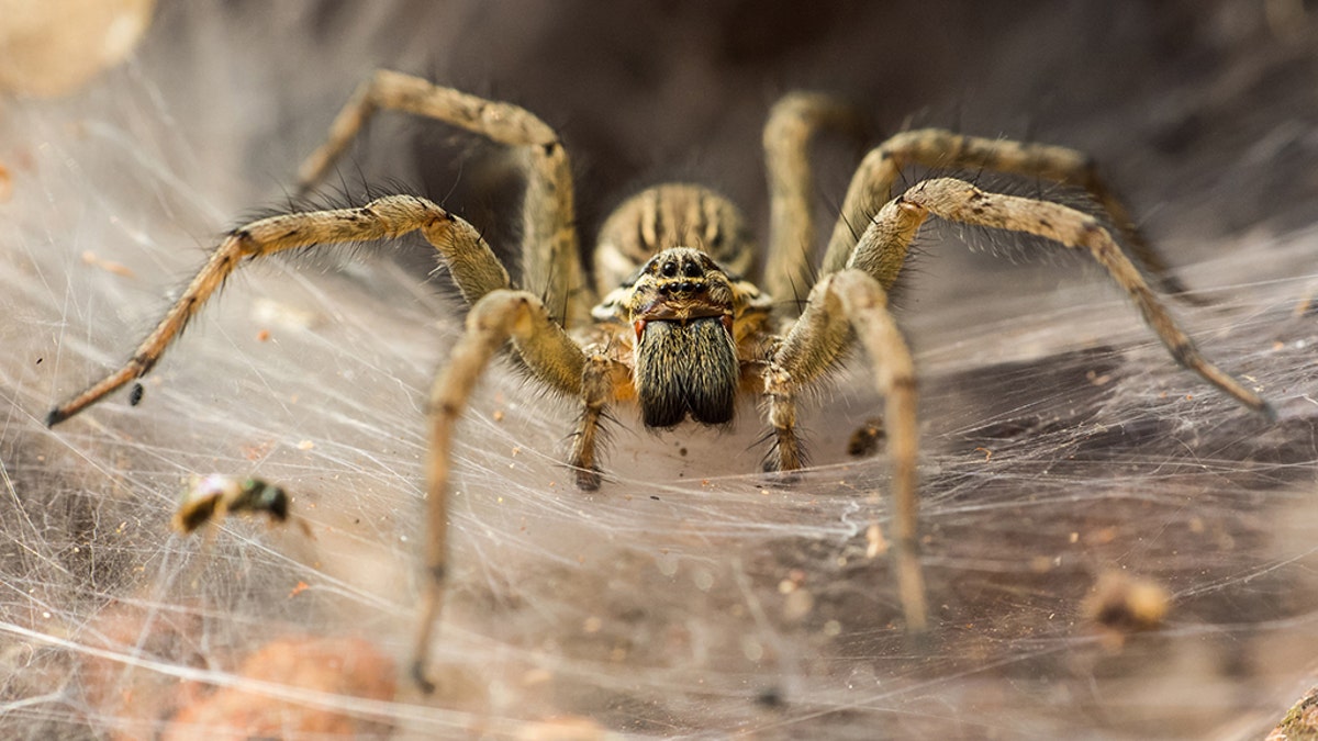 A man heard yelling at a spider, "Why don't you die?" while killing a spider prompted a full police response on Tuesday.